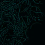 microbiome-data-platform-vet-cover