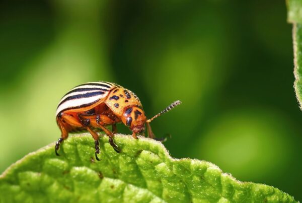 Advancing Plant-Insect Interaction Research Through Bioinformatics