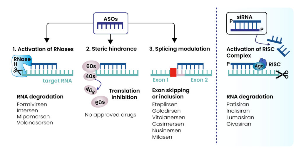 Accelerating ASO Drug Discovery with Transparent Machine Learning and Enhanced Off-Target Prediction