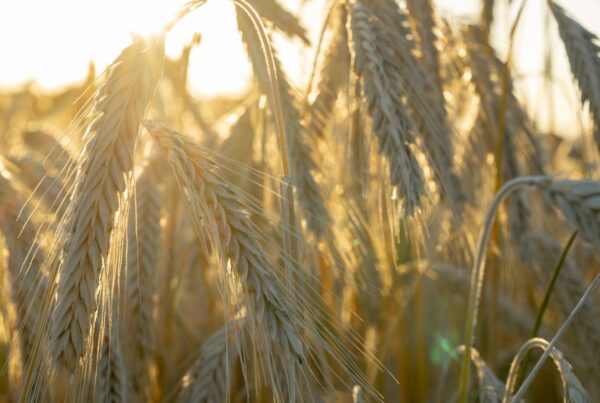 Epigenetics in Wheat Genome: Unlocking Gene Regulation Through Advanced Computational Analysis