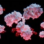 Bridging Bench to Bedside An Integrated ModelInformed Strategy to Reduce ADC Attrition